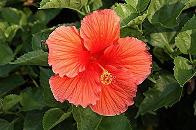 APRG新作《寻路者》预告展示用毒角色Venomes